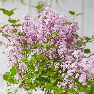 Люляк Josee изображение 16