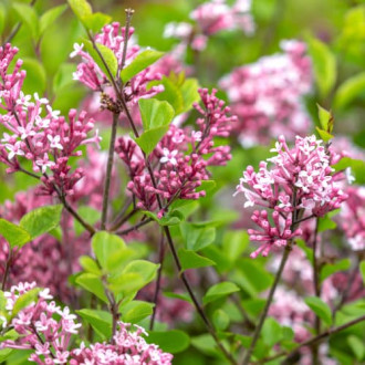 Люляк Red Pixie, C2 изображение 4