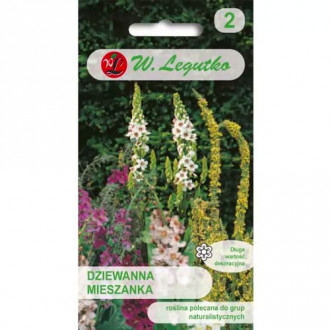 Lumânărică (Verbascum phoeniceum), Mix Legutko imagine 1