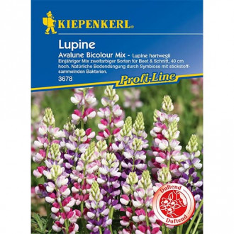 Lupin Avalune Bicolor imagine 17