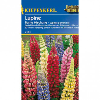 Lupin Colorfull, mix multicolor Kiepenkerl imagine 13