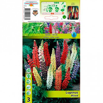 Lupin mix multicolor imagine 5