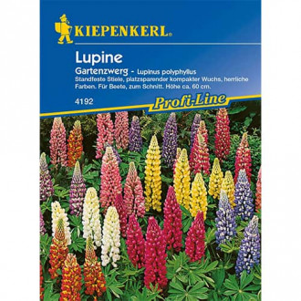 Lupin pitic de grădină imagine 14