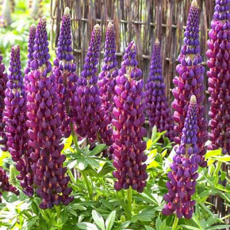 Лупина Purple изображение 6