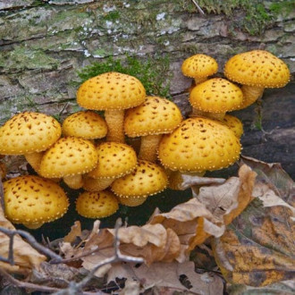 Łuskwiak Nameko interface.image 5