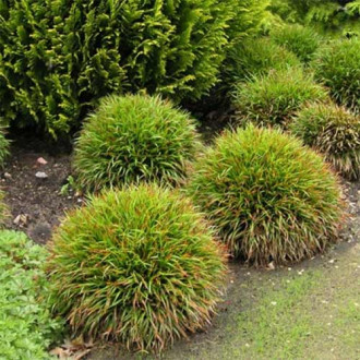 Luzula pilosa Igel imagine 1