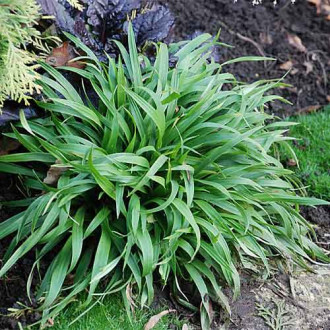 Luzula sylvatica imagine 2