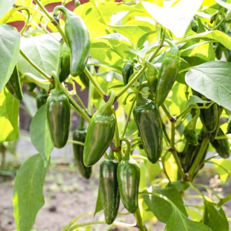 Лют пипер Cancan Kiepenkerl изображение 7