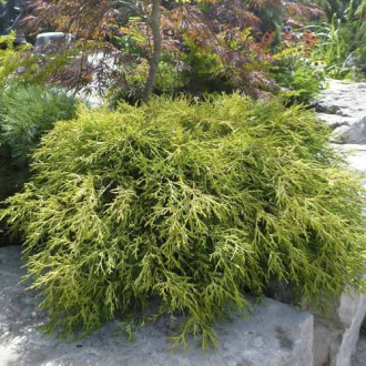 Лъжекипарис Sungold, C2 изображение 18