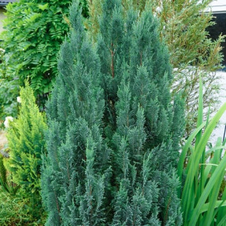 Лъжекипарис Van Pelts Blue изображение 7