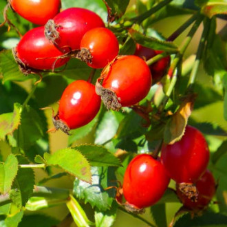 Maces fara spini imagine 1