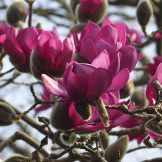 Magnolia Cleopatra PBR, С3 interface.image 15