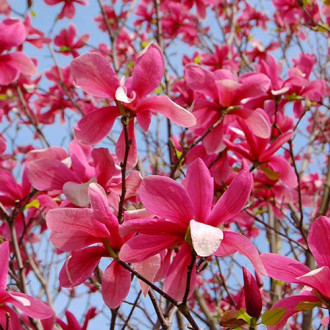 Magnolia Galaxy, P9 imagine 12