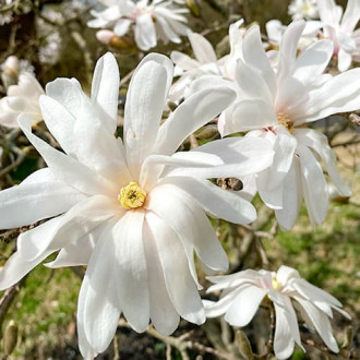 Magnolia Royal Star interface.image 6