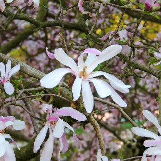 Magnolia Leonard Messel, С2 изображение 4