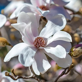 Magnolia Merrill, С2 изображение 5