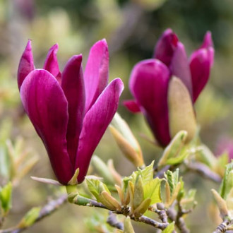 Magnolia Nigra, P9 imagine 6