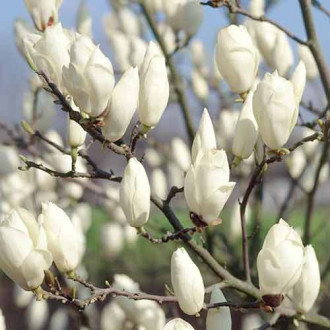 Magnolia Soulange’a pośrednia Lennei interface.image 15