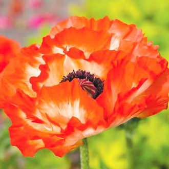 Мак Place Pigalle изображение 10