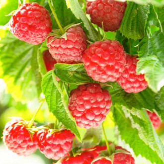 Малина Autumn First изображение 12