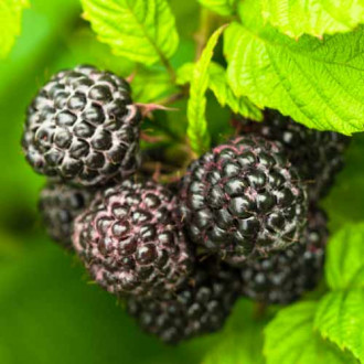 Малина Black Jewel, Р9 изображение 1