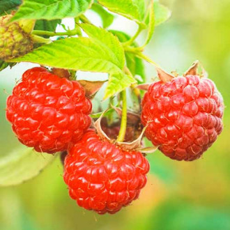 Малина Dorman Red изображение 15