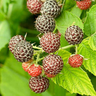 Малина Glen Coe изображение 6