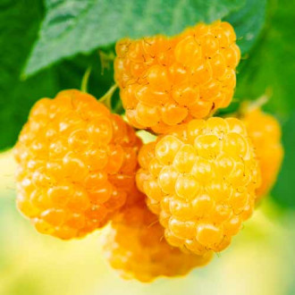 Малина Golden Everest, Р9 изображение 15