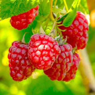 Малина Polka, Р9 изображение 12