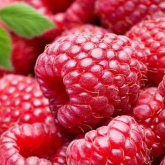 Малина Red Gigant изображение 11