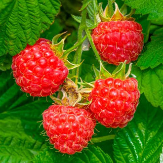 Малина Willamette изображение 18