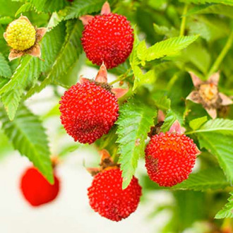 Малиноягода изображение 15