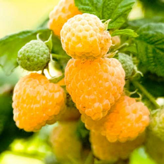 Малина Yellow Gigant, Р9 изображение 5