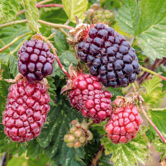 Malinojeżyna Boysenberry interface.image 4