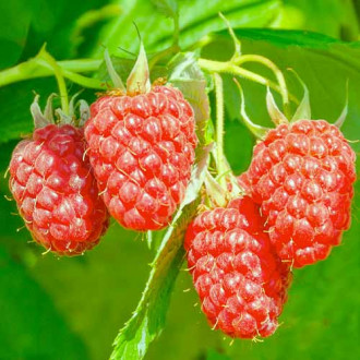 Malinojeżyna Loganberry, Р9 interface.image 2