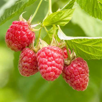 Malinojeżyna Tummleberry interface.image 10