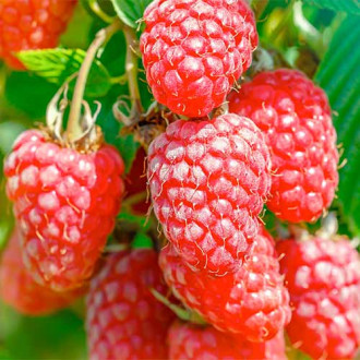 Малинoкъпина Gigant, Р9 изображение 8