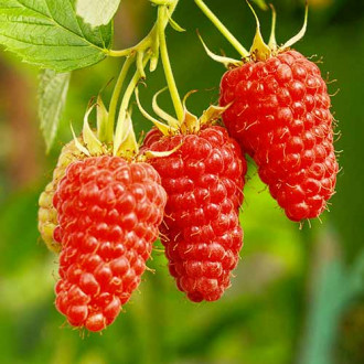 Малинокъпина Tayberry Medana, Р9 изображение 10