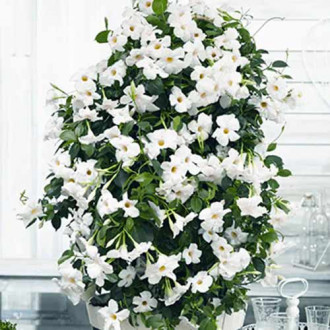 Mandewilla White interface.image 2