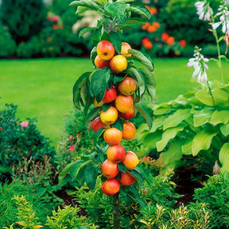 Măr columnar Garden Fountain imagine 1