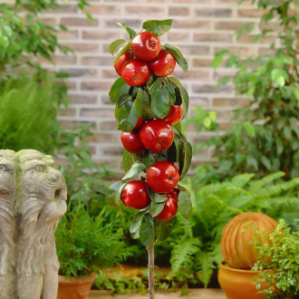 Măr columnar Red River, С2 imagine 6