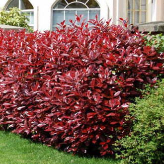 Photinia fraseri Fireball Red imagine 4