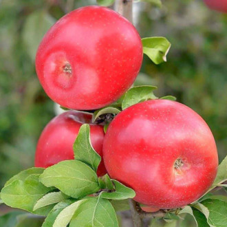 Măr Gala Crown imagine 13