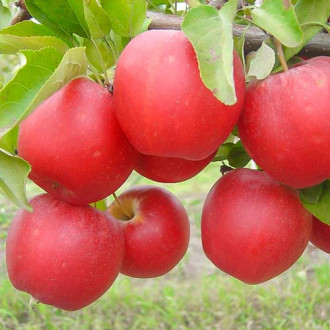 Măr Gala imagine 11