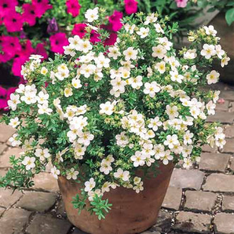 Potentilla Snowbird imagine 11