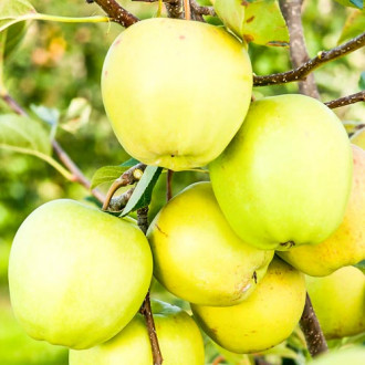 Măr Golden Delicios imagine 13