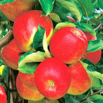 Măr Jonagold imagine 14