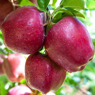 Măr Starkrimson Delicious imagine 16