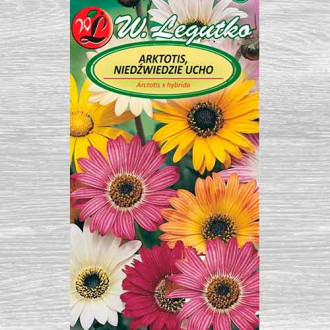 Margaretă africană, mix multicolor Legutko imagine 5