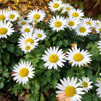 Margaretă de stâncă imagine 13